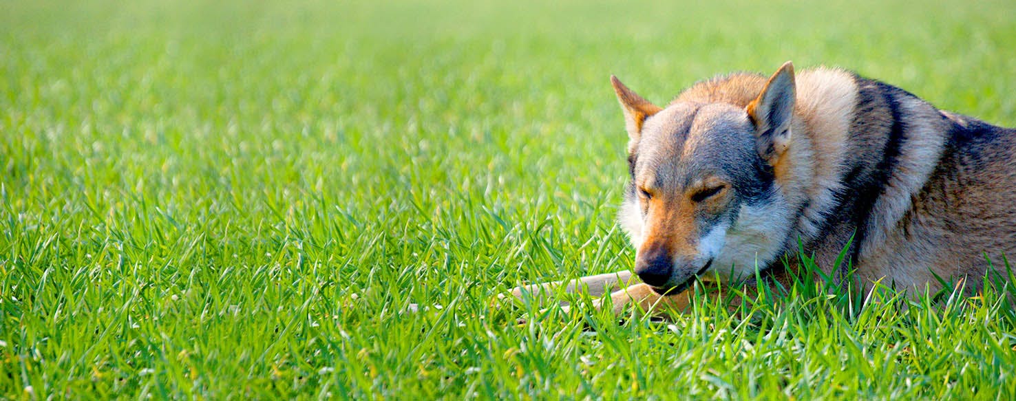 Famous Pisces Dog Names Popular Male and Female Names Wag!